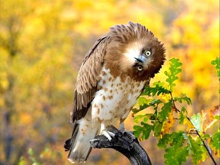 Owl