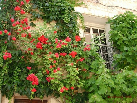 una finestra tra il verde - flowers, window, wall