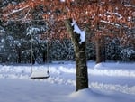 Tree Swing