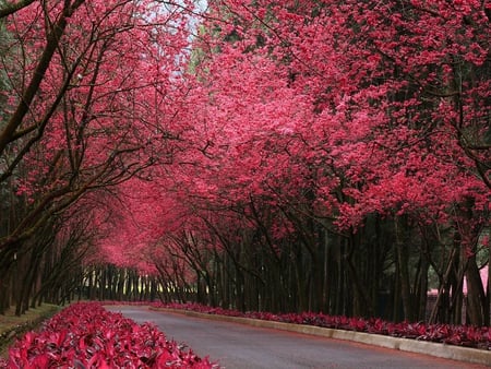 pinky blossom - spring, trees, blossom, way