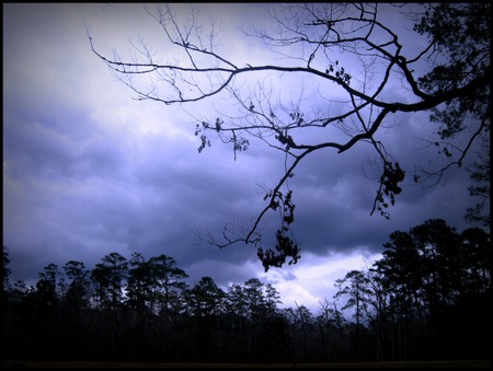 Blue Skies - sky, trees, forest, shadows, blue, clouds