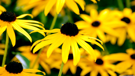 What The Bees See - flowers, yellow, nature