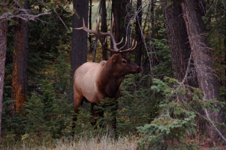 wild and free - lage stag, dark woods