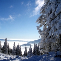 Snow Capped Trees