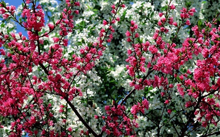 Spring In Bloom - flowers, spring, bushes, foliage