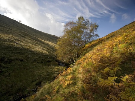 Stuck In The Middle - tree, valley, grass, foliage