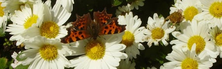 CommaButterfly - commabutterfly, pic