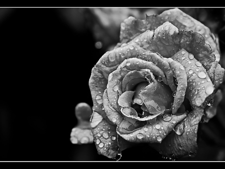 After the Rain - black and white, rose