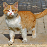 PanGoul beautiful Cat