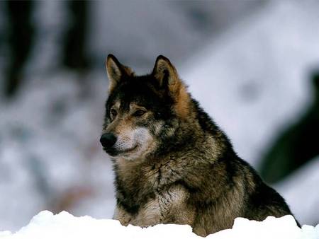 Lone Wolf - lobo, animals, wild dogs, winter, wolf, wolves, nature, lone wolf, snow, solitude