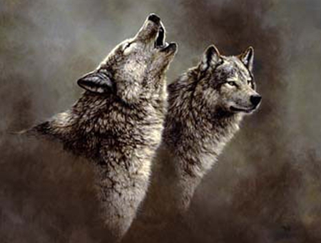 Wolf Song - lobo, animals, wolf song, wild dogs, wolves, wolf, nature, howling, communication