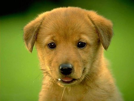 A GOLDEN RETRIEVER PUP - loveable, cute, adorable, friendly