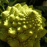 BROCCOLI CAULIFLOWER FRACTAL