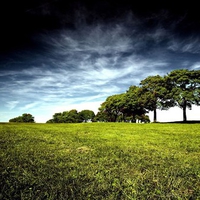 Trees on Grassland under stormy sky