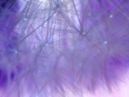 art background purple . jpg - frosted, kool, purple, feathery