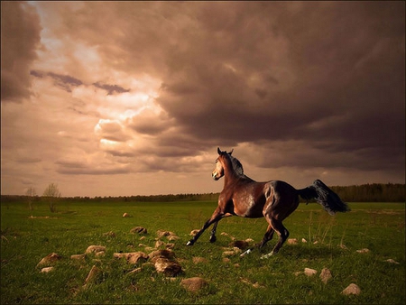 FREE RUN - clouds, dawn, running, brown, freely, field, horse, dark