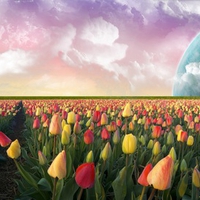 Cool Tulips