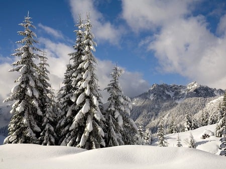 fresh-snow - sky, trees, mountain, snow, scene