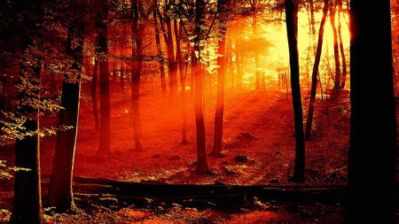 forest-sunrise - morning, trees, forest, sun, leaves, scene