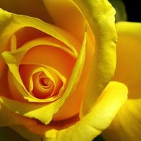 yellow-rose