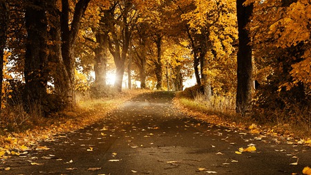 autumn-days - forest, road, scene, trees, sun