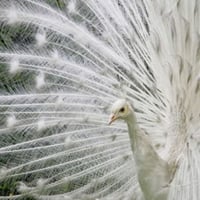 Albino Peacock