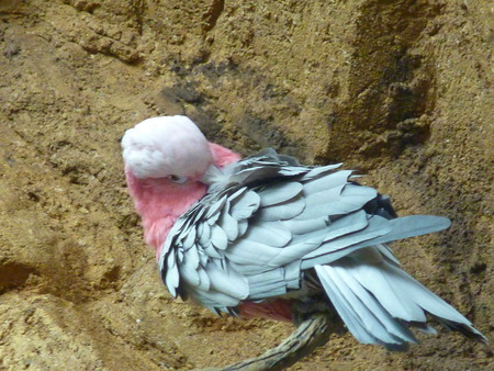 Grooming Bird - bird, aquarium, nation aquarium rainforest, baltimore aquarium