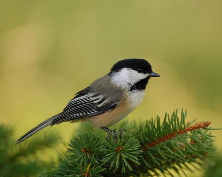 Chickadee - animal, bird, chickadee, limb