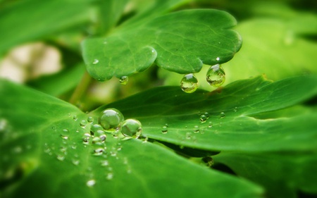 Dew Drop Kisses - leaves, dew, trees, rain