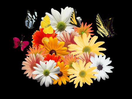 Flowers - flowers, butterflies, abstract