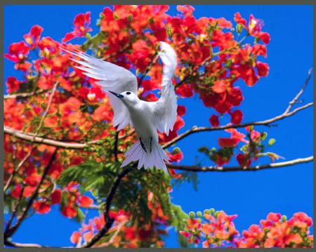 Dove - sky, dove, animal, tree, bird