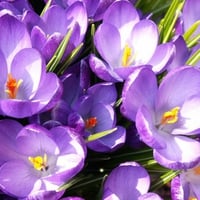 Purple Crocuses