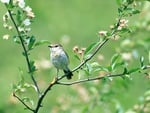 Sparrow Perch