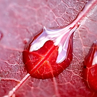 water on leaf