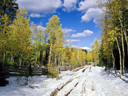 Utah in Winter - snow, road, trees, winter