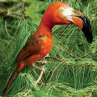 Flamingo Hybrid Bird