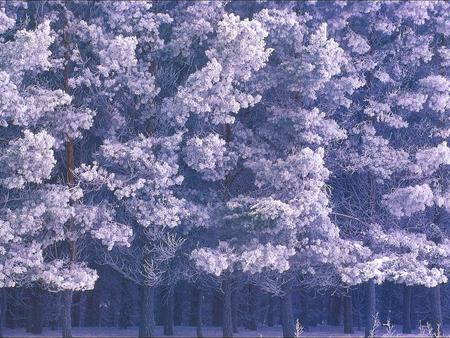 Winter Wood - seasons, icy, beautiful, frozen, amazing, white, wonderful, nature, gray, gourgeous, winter, cool, awesome, trunks, nice, ice, trees, snow