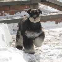 Cute Schnauzer