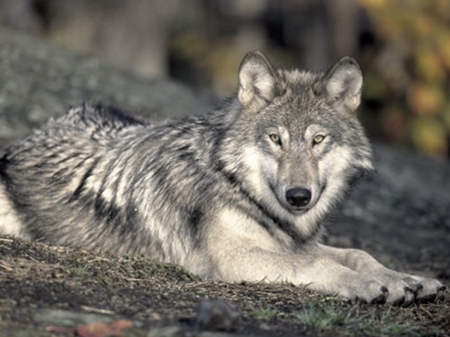 Gray Wolf - relaxing, wolf, nature, wolves, lobo, animals, wild dogs