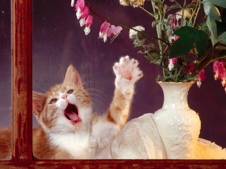 Help me! - behind window, ginger cat, vase, shouting, help me, trapped, cat