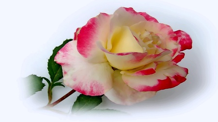 Dreams Of Love - beauty, roses, warm, caring, loving, romances