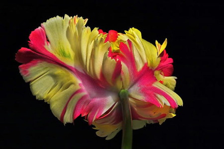 Parrot Tulip - yellow, parrot, pink, tulip, flaming, flower