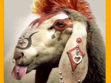 Pierced GOAT...