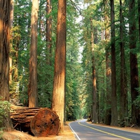 California Redwood Forest