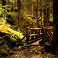 Forest Bridge 