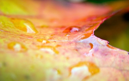 Wet Leaf - autumn, wet leaf, raindrops, photography, wds, drop, leaf, widescreen