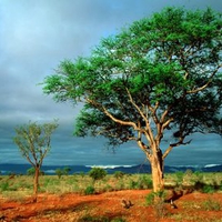 Kruger National Park