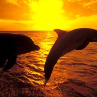 Dolphins