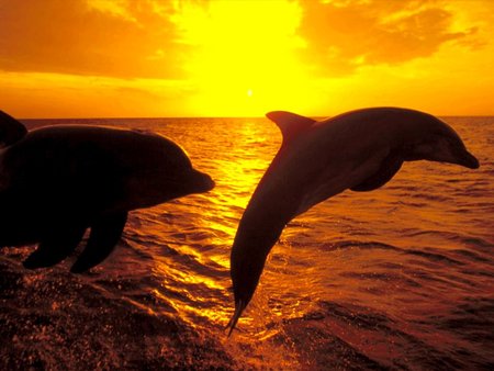 Dolphins - dolphins, sunset, water, nature, sea, gold, orange