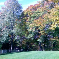 Autumn trees